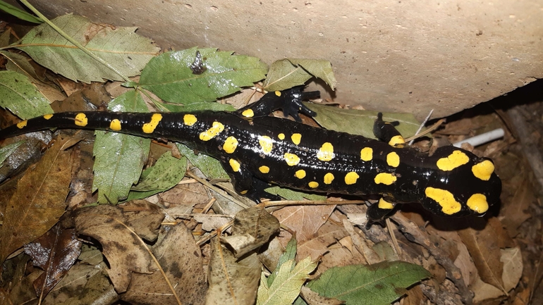 Salamandra infraimmaculata  photographed by רמדאן עיסא 