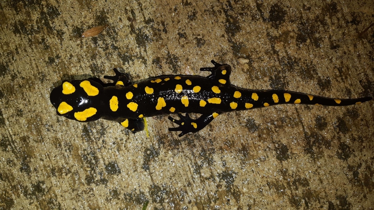 Salamandra infraimmaculata  photographed by רמדאן עיסא 