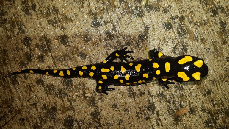 Salamandra infraimmaculata  photographed by רמדאן עיסא 