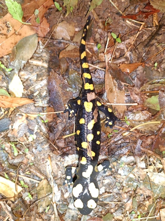 Salamandra infraimmaculata  photographed by רמדאן עיסא 