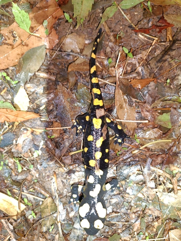 Salamandra infraimmaculata  photographed by רמדאן עיסא 