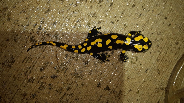 Salamandra infraimmaculata  photographed by רמדאן עיסא 