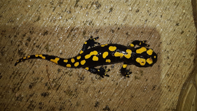 Salamandra infraimmaculata  photographed by רמדאן עיסא 