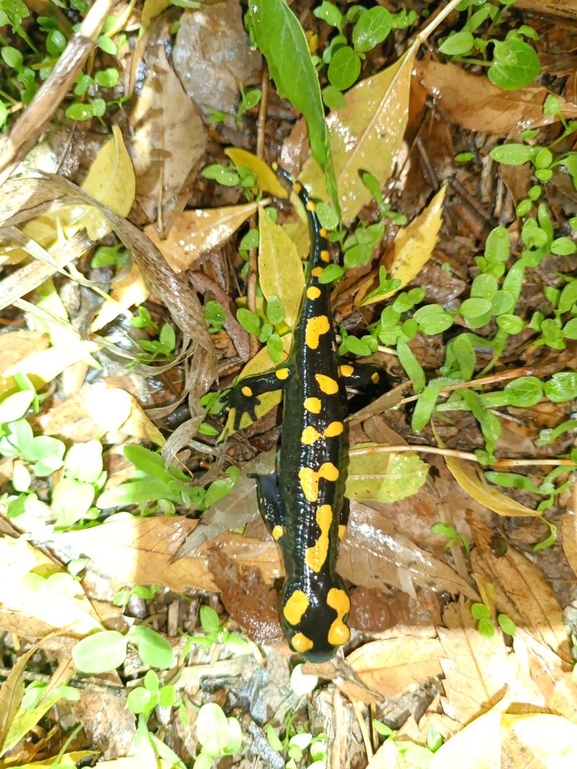 Salamandra infraimmaculata  photographed by רמדאן עיסא 