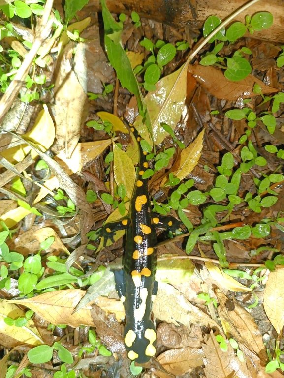 Salamandra infraimmaculata  photographed by רמדאן עיסא 