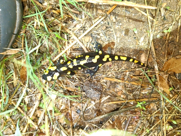 Salamandra infraimmaculata  photographed by רמדאן עיסא 