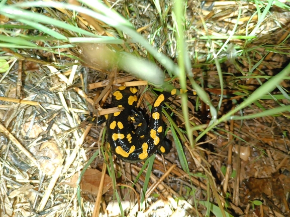 Salamandra infraimmaculata  photographed by רמדאן עיסא 