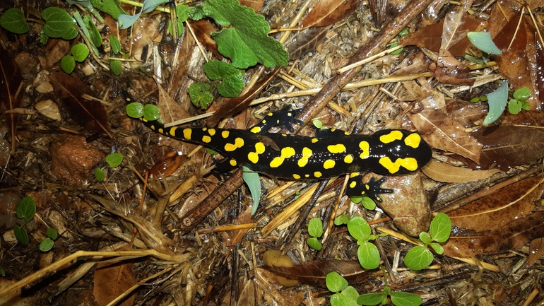 Salamandra infraimmaculata  photographed by רמדאן עיסא 