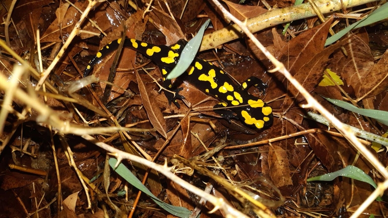 Salamandra infraimmaculata  photographed by רמדאן עיסא 