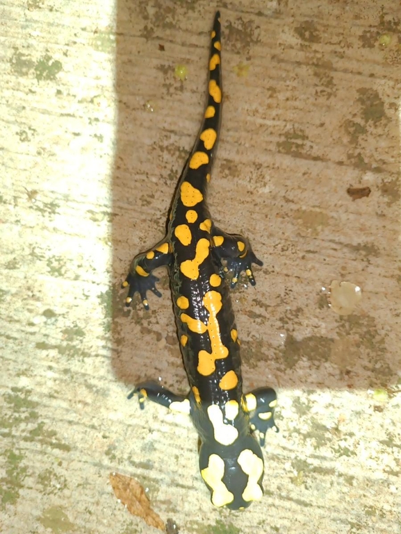 Salamandra infraimmaculata  photographed by רמדאן עיסא 