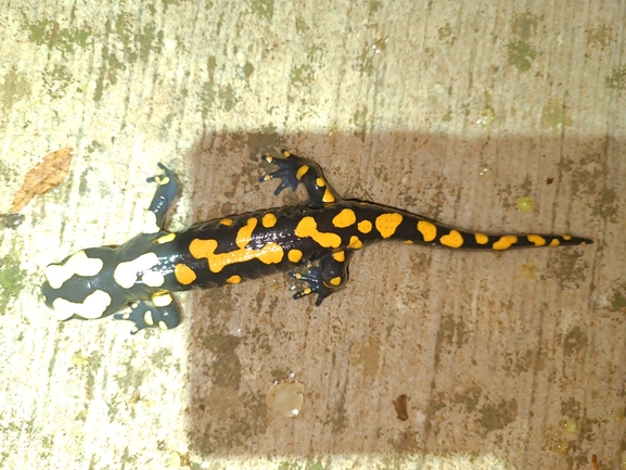 Salamandra infraimmaculata  photographed by רמדאן עיסא 