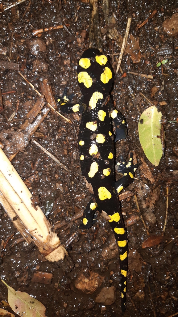 Salamandra infraimmaculata  photographed by רמדאן עיסא 