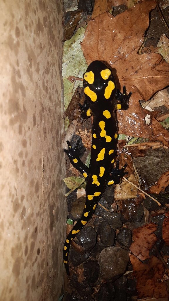 Salamandra infraimmaculata  photographed by רמדאן עיסא 