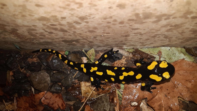 Salamandra infraimmaculata  photographed by רמדאן עיסא 