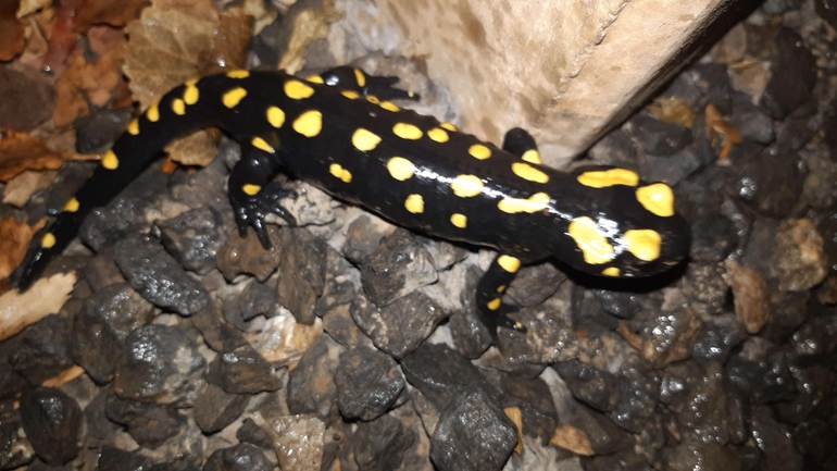 Salamandra infraimmaculata  photographed by רמדאן עיסא 