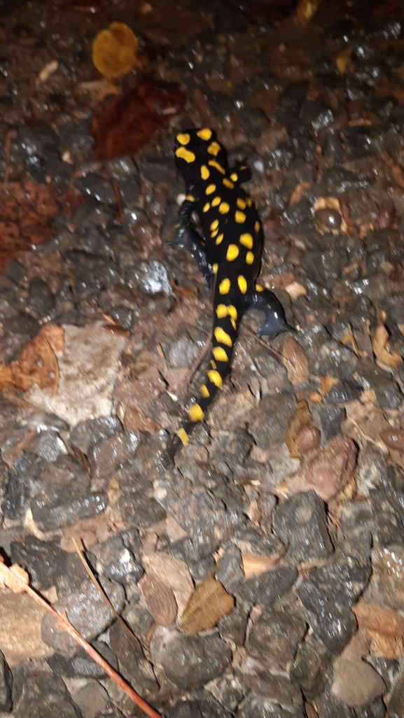 Salamandra infraimmaculata  photographed by רמדאן עיסא 