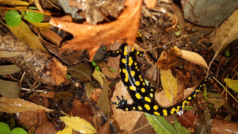 Salamandra infraimmaculata  photographed by רמדאן עיסא 