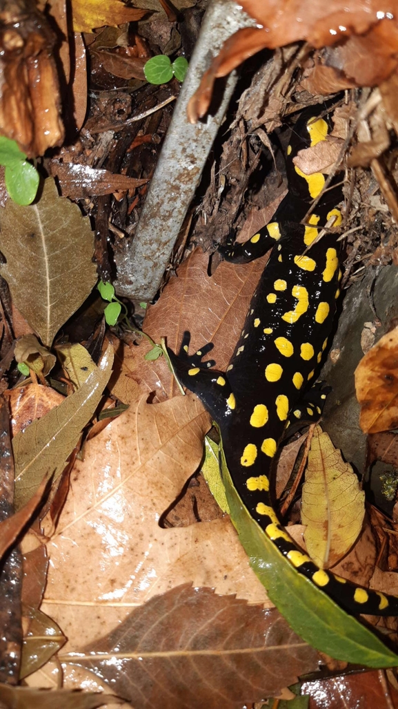 Salamandra infraimmaculata  photographed by רמדאן עיסא 