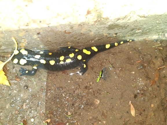 Salamandra infraimmaculata  photographed by רמדאן עיסא 