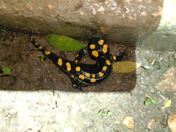 Salamandra infraimmaculata  photographed by רמדאן עיסא 