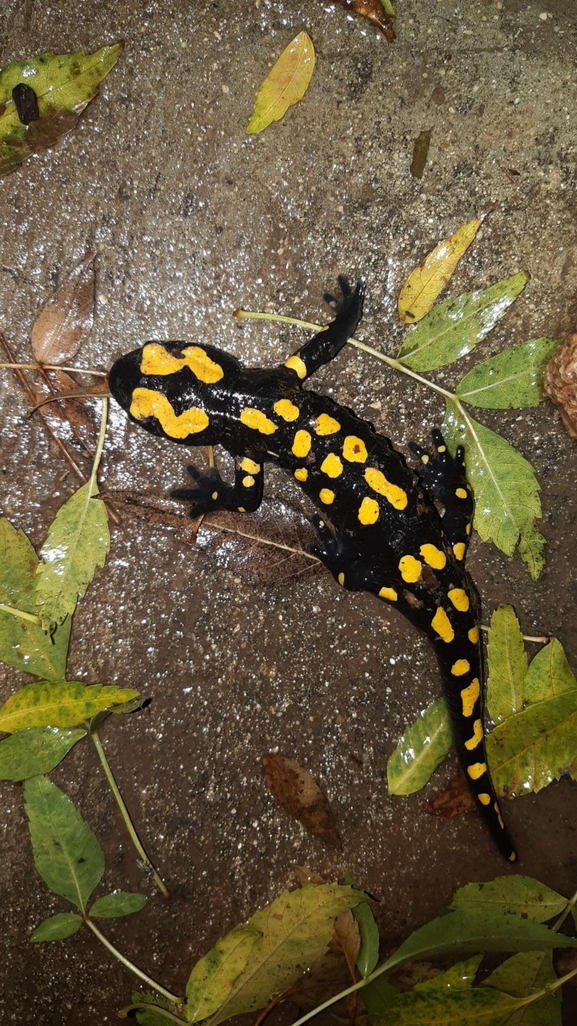 Salamandra infraimmaculata  photographed by רמדאן עיסא 