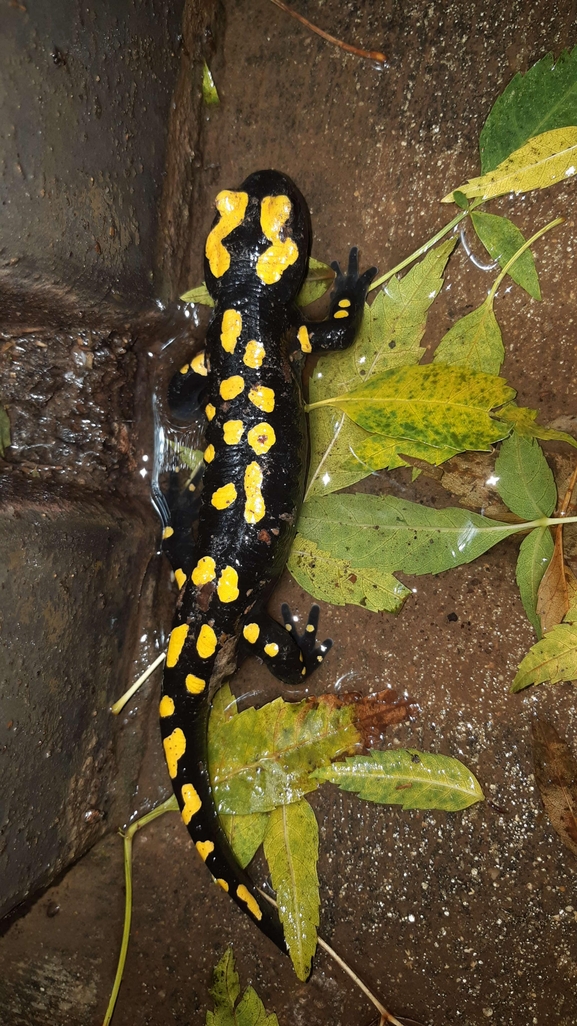 Salamandra infraimmaculata  photographed by רמדאן עיסא 