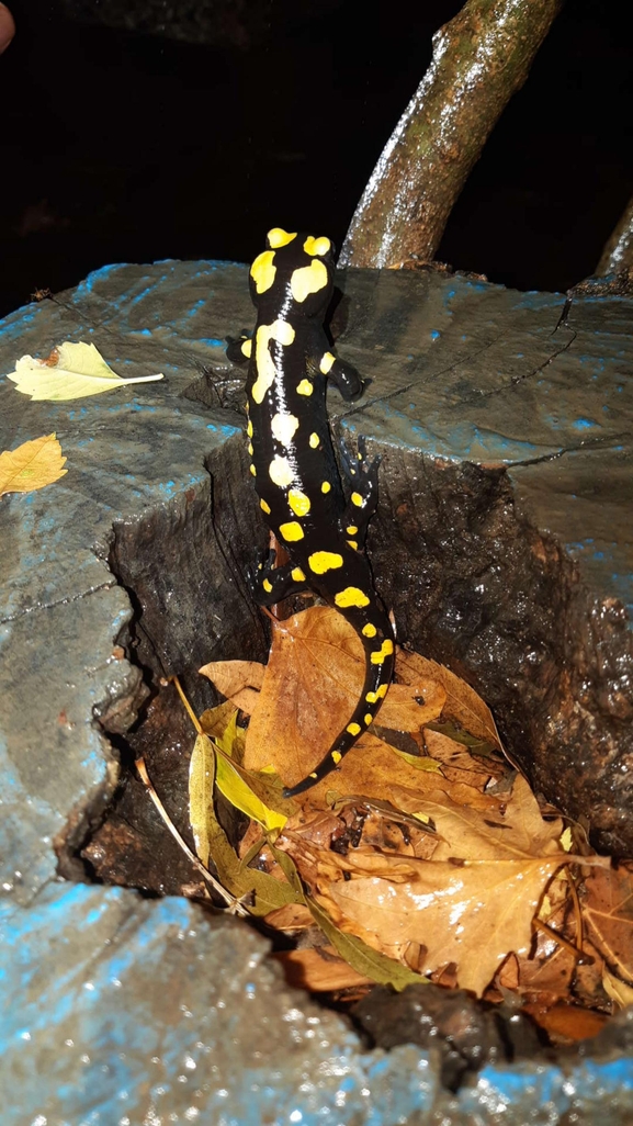 Salamandra infraimmaculata  photographed by רמדאן עיסא 