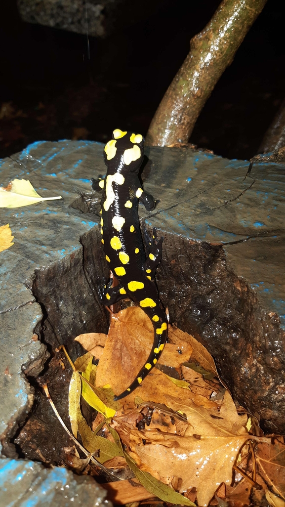 Salamandra infraimmaculata  photographed by רמדאן עיסא 