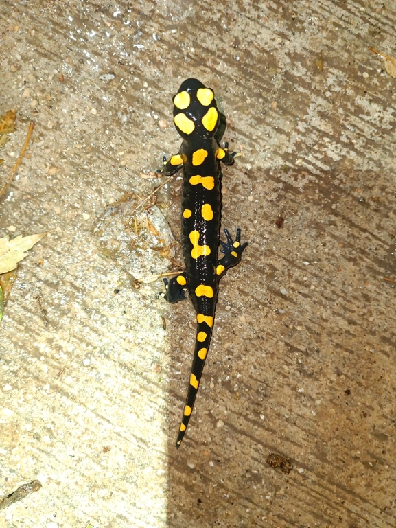 Salamandra infraimmaculata  photographed by רמדאן עיסא 