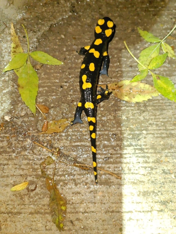 Salamandra infraimmaculata  photographed by רמדאן עיסא 