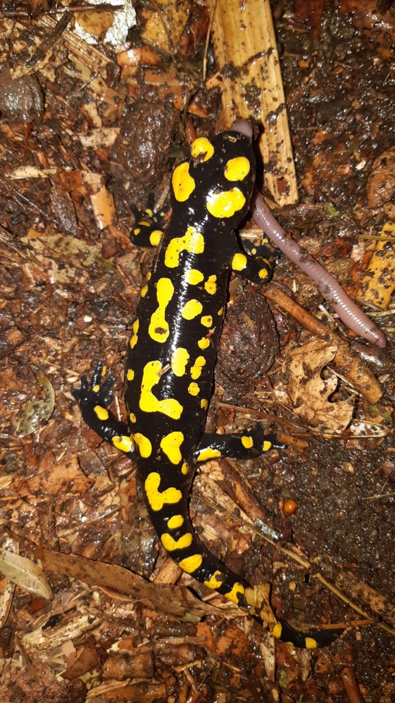 Salamandra infraimmaculata  photographed by רמדאן עיסא 