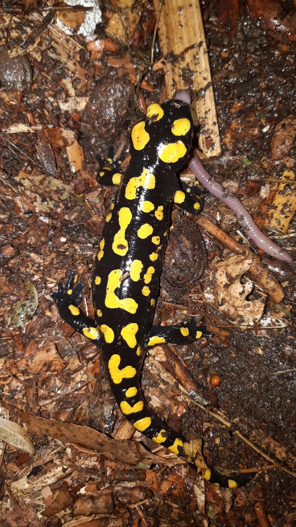 Salamandra infraimmaculata  photographed by רמדאן עיסא 