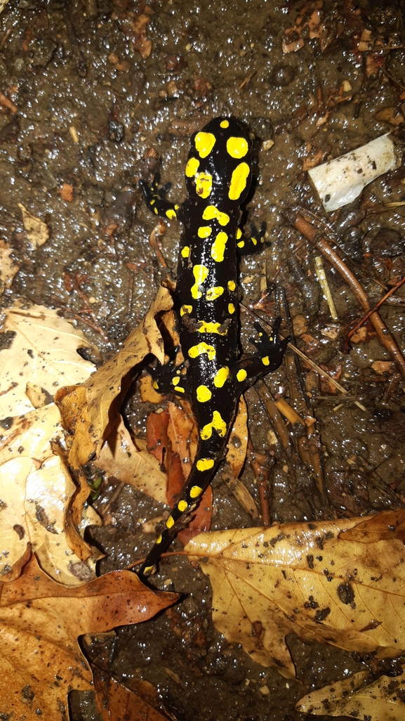 Salamandra infraimmaculata  photographed by רמדאן עיסא 