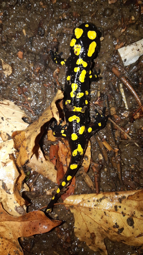 Salamandra infraimmaculata  photographed by רמדאן עיסא 