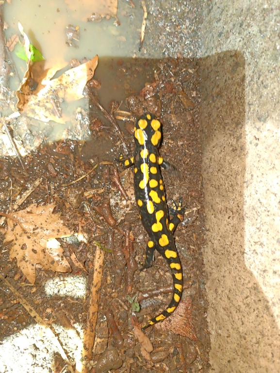 Salamandra infraimmaculata  photographed by רמדאן עיסא 