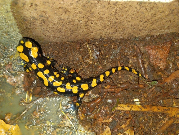 Salamandra infraimmaculata  photographed by רמדאן עיסא 