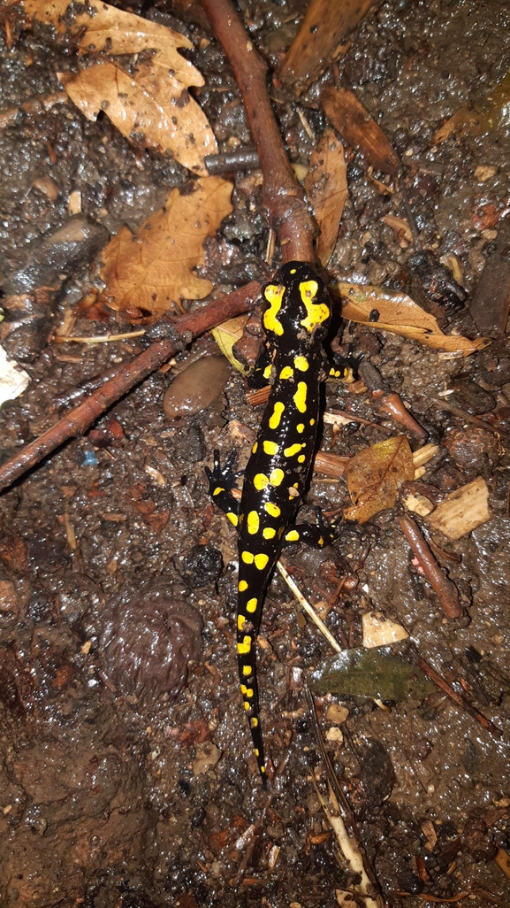 Salamandra infraimmaculata  photographed by רמדאן עיסא 