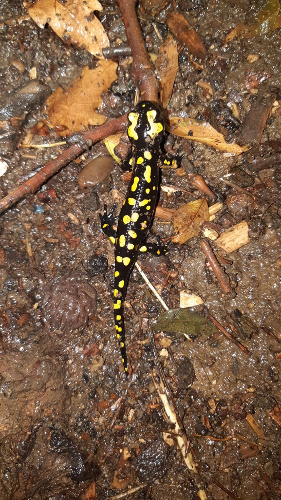 Salamandra infraimmaculata  photographed by רמדאן עיסא 