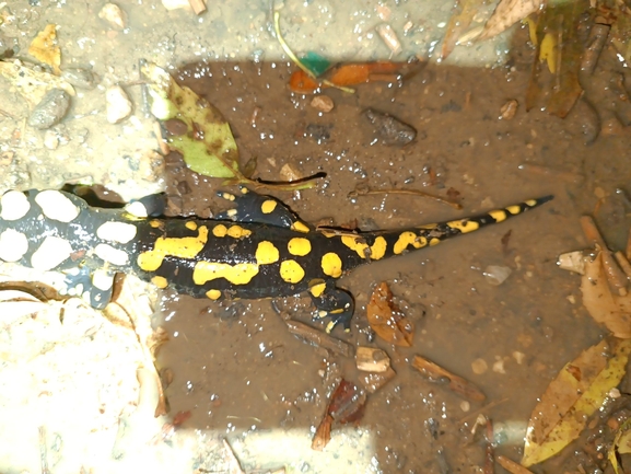 Salamandra infraimmaculata  photographed by רמדאן עיסא 