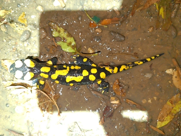 Salamandra infraimmaculata  photographed by רמדאן עיסא 