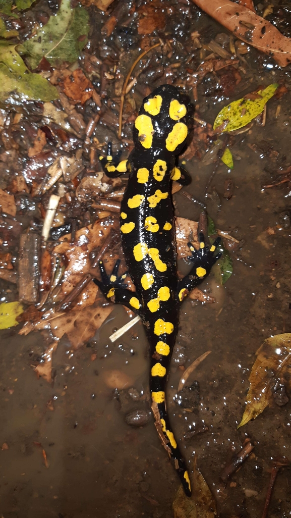 Salamandra infraimmaculata  photographed by רמדאן עיסא 