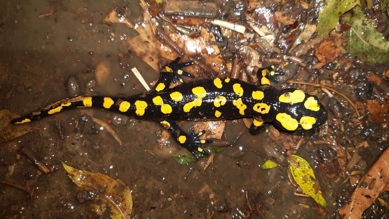 Salamandra infraimmaculata  photographed by רמדאן עיסא 