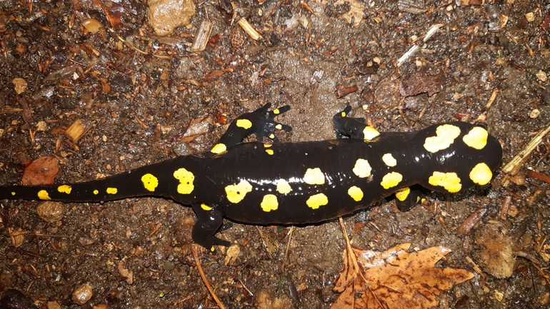 Salamandra infraimmaculata  photographed by רמדאן עיסא 