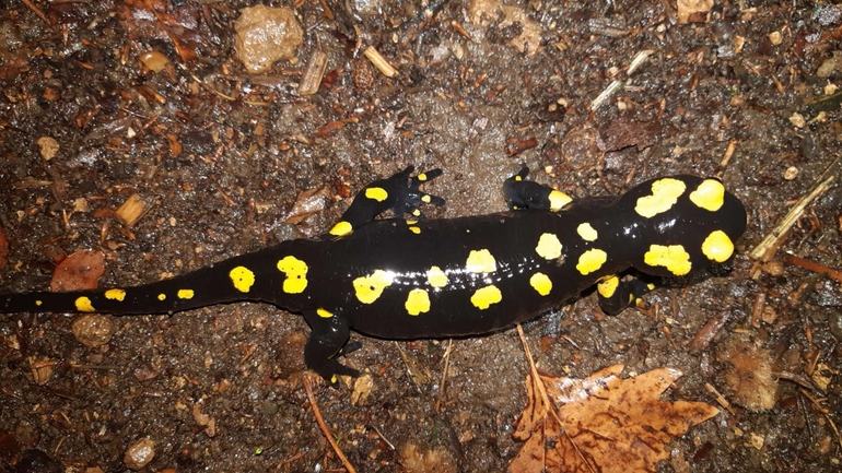 Salamandra infraimmaculata  photographed by רמדאן עיסא 