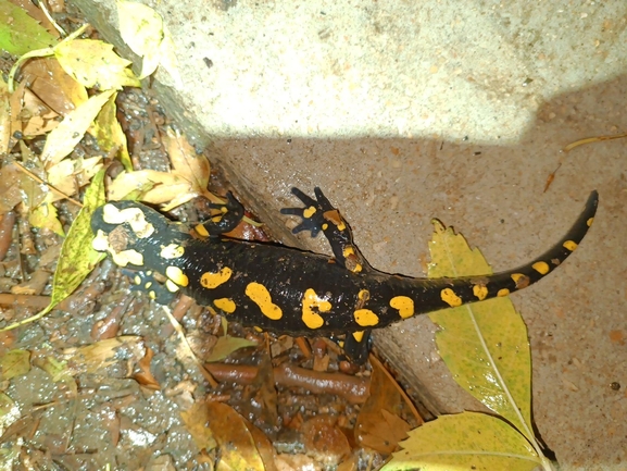 Salamandra infraimmaculata  photographed by רמדאן עיסא 