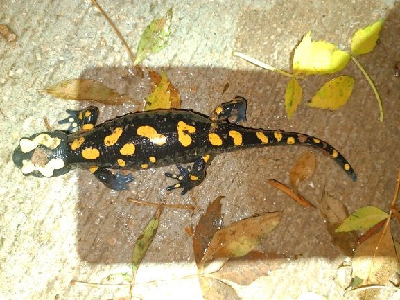 Salamandra infraimmaculata  photographed by רמדאן עיסא 