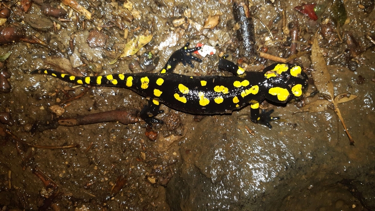 Salamandra infraimmaculata  photographed by רמדאן עיסא 