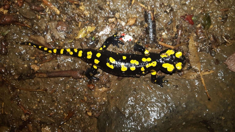 Salamandra infraimmaculata  photographed by רמדאן עיסא 