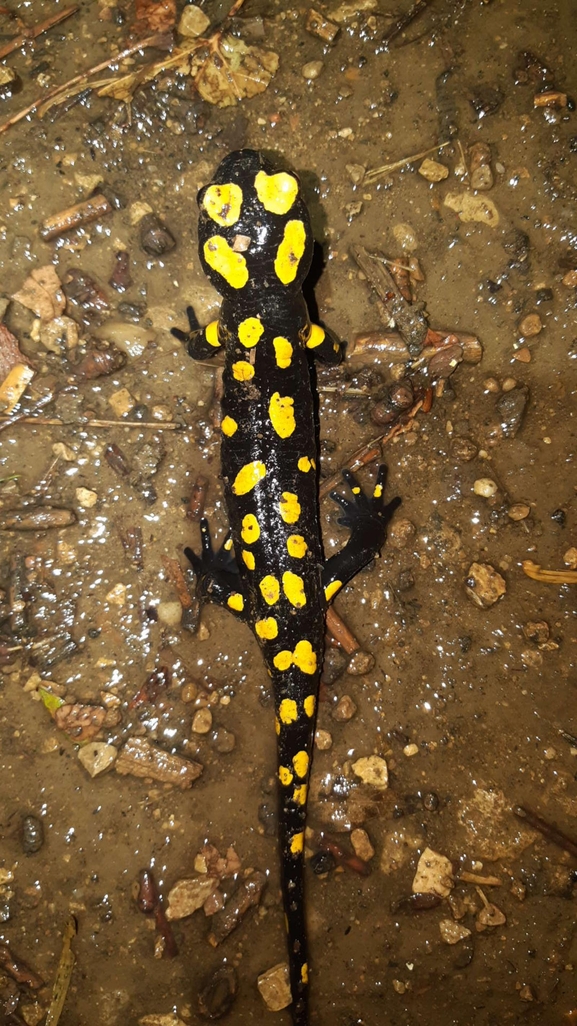 Salamandra infraimmaculata  photographed by רמדאן עיסא 