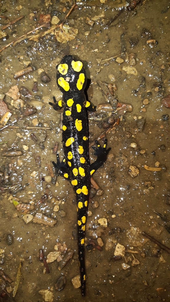 Salamandra infraimmaculata  photographed by רמדאן עיסא 